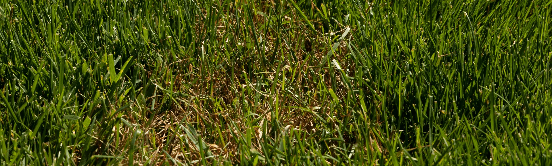 What Is Lawn Fungus? Types, Causes, Prevention, &amp; More