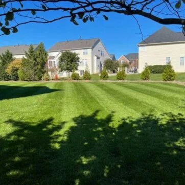Black Beauty® Heat and Drought Resistant Grass Seed