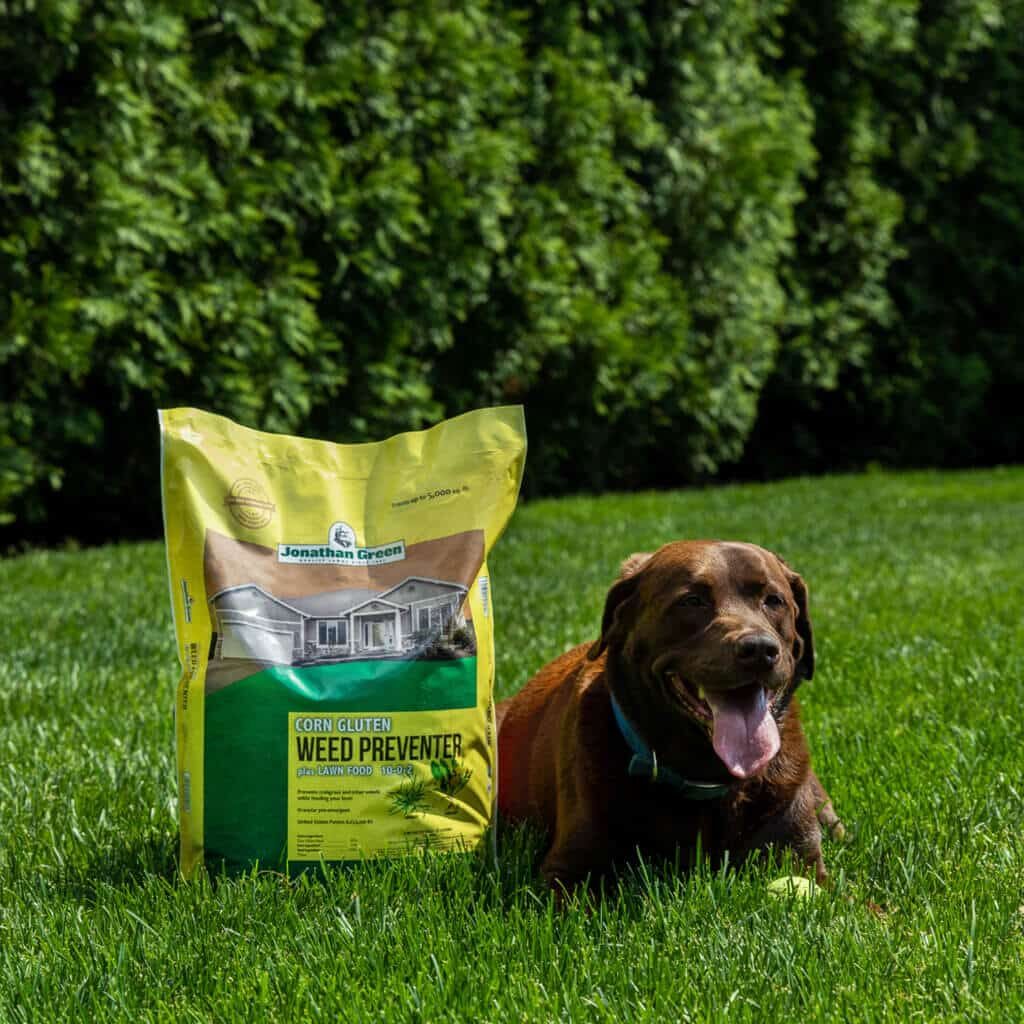 Is corn gluten bad for dogs best sale