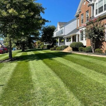 Black Beauty® Heat and Drought Resistant Grass Seed