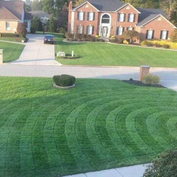 Black Beauty® Ultra Grass Seed