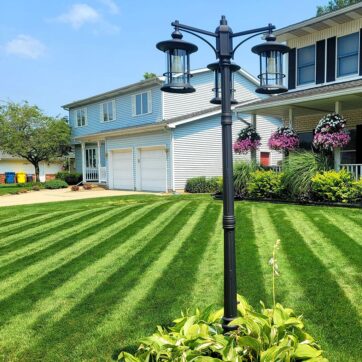 Summer Survival Insect Control with Lawn Fertilizer