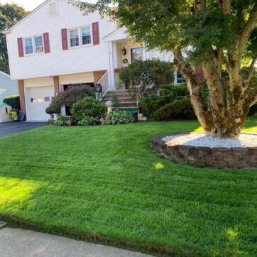 Lawn Weed Control